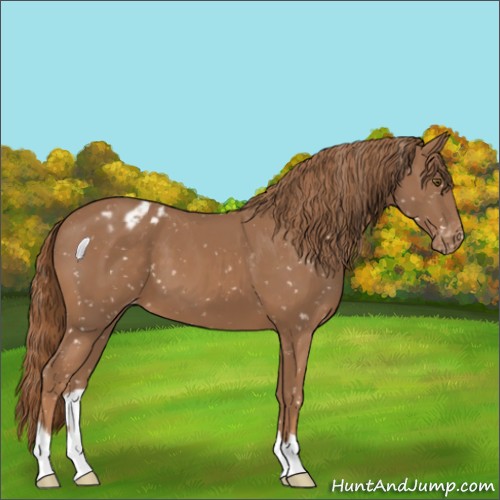 Horse Color:Chestnut Appaloosa 