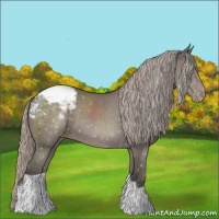 Horse Color:Silver Black Appaloosa 