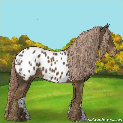 Horse Color:Chocolate Palomino Appaloosa 