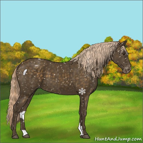 Horse Color:Chocolate Palomino Appaloosa 