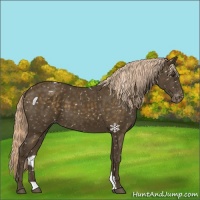 Horse Color:Chocolate Palomino Appaloosa 