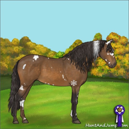 Horse Color:White Spotted Buckskin 