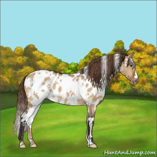 Horse Color:White Spotted Buckskin Dun Appaloosa 