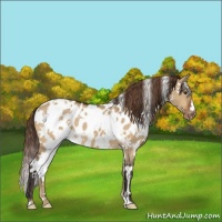Horse Color:White Spotted Buckskin Dun Appaloosa 