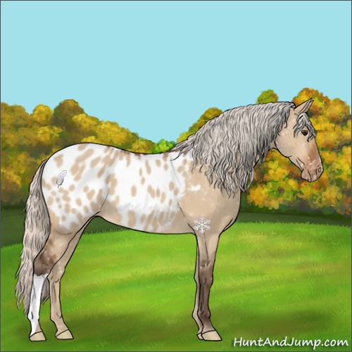 Horse Color:Silver Bay Dun Appaloosa 