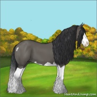 Horse Color:Grullo Splash 
