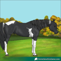 Horse Color:Platinum Black Tobiano 
