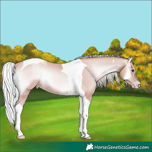 Horse Color:Platinum Silver Classic Champagne Onyx Tobiano 