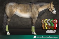 Horse Color:Buckskin Dun 