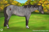 Horse Color:Smoky Blue Roan Tobiano