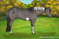 Horse Color:Black Tobiano
