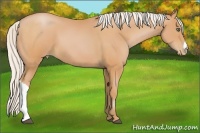 Horse Color:Silver Bay Pearl 