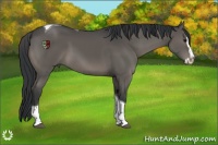 Horse Color:Black Splash Tobiano