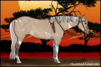 Horse Color:White Spotted Silver Bay Dun Tobiano 