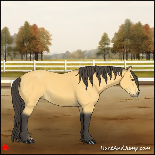 Horse Color:Buckskin 