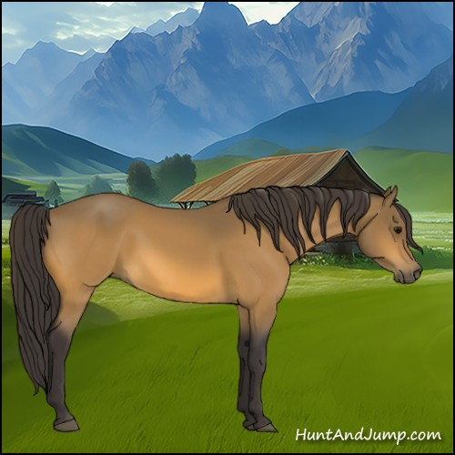 Horse Color:Buckskin 
