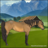 Horse Color:Buckskin 
