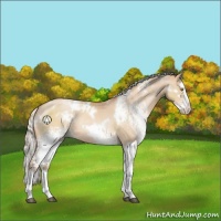 Horse Color:White Spotted Silver Brown Pearl Dun Splash Rabicano 