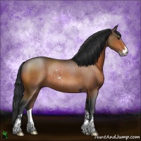 Horse Color:Bay Sabino Rabicano