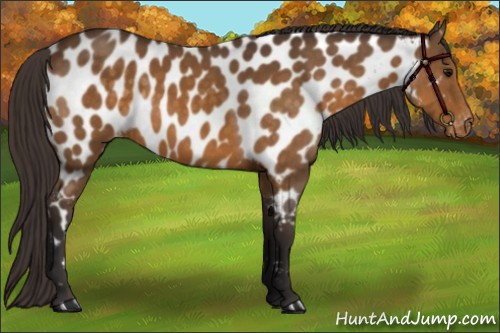 Horse Color:Buckskin Near Leopard 