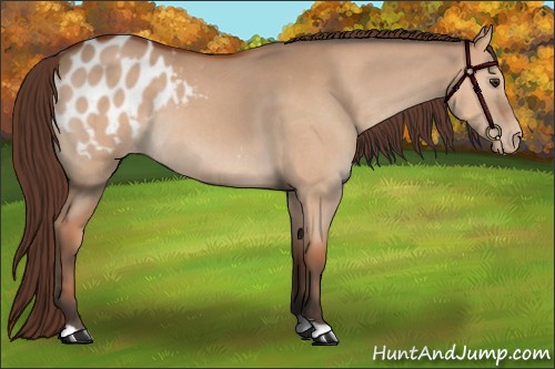 Horse Color:Bay Dun Appaloosa
