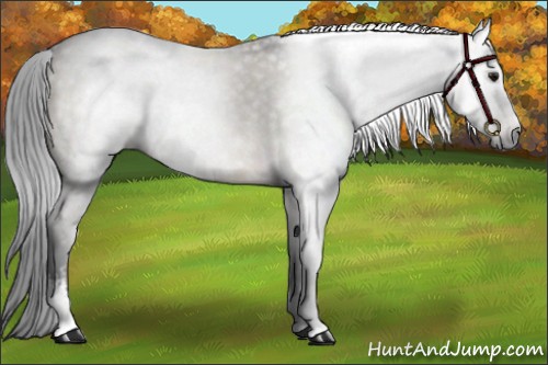 Horse Color:Gray White Spotted Brown Dun Sabino 
