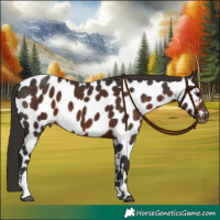 Horse Color:Liver Chestnut Sabino Near Leopard 