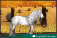 Horse Color:Gray Liver Chestnut