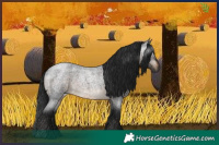 Horse Color:Gray Brown Roan 
