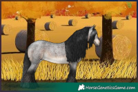 Horse Color:Gray Brown Roan 