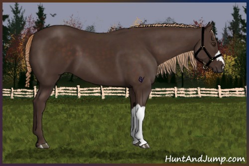 Horse Color:Liver Chestnut 