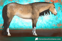 Horse Color:Buckskin Dun