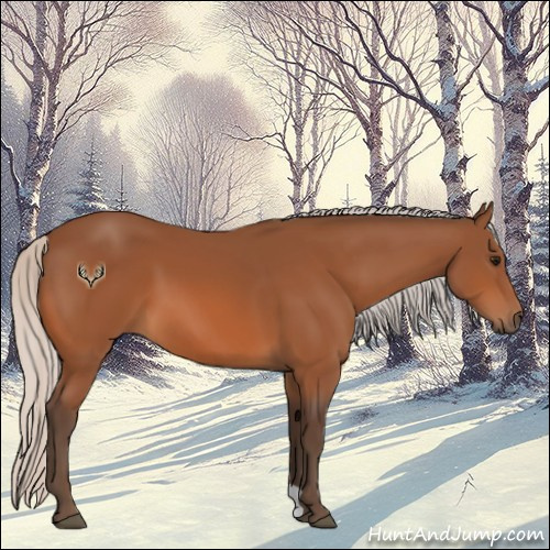 Horse Color:Silver Bay 