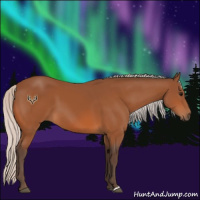 Horse Color:Silver Bay 
