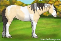 Horse Color:Buckskin Dun Splash Tobiano 