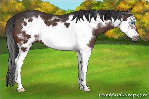 Horse Color:Brown Splash Frame 