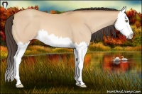 Horse Color:Amber Champagne Sabino Splash 