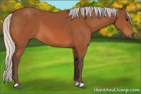 Horse Color:Silver Bay 
