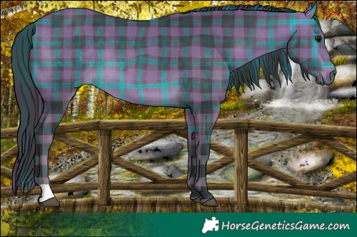 Horse Color:Plaid  Buckskin 
