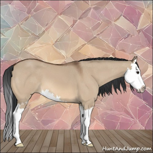Horse Color:Bay Dun Sabino Splash 