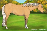 Horse Color:Silver Buckskin Roan 