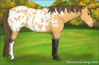 Horse Color:Buckskin Appaloosa 