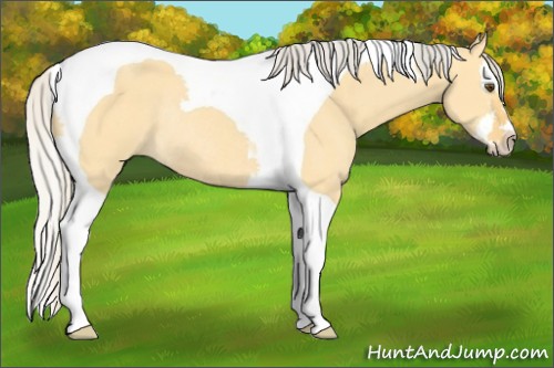 Horse Color:Silver Buckskin Dun Splash Tobiano Rabicano 