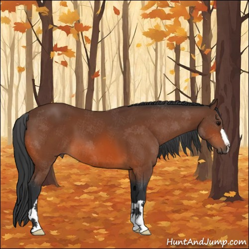 Horse Color:Bay 