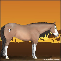Horse Color:Sable Champagne Splash 