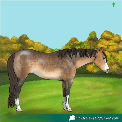Horse Color:Buckskin 