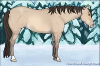 Horse Color:Amber Champagne Dun