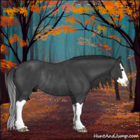 Horse Color:Black Splash Rabicano 