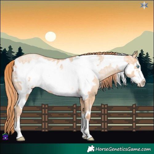 Horse Color:Amber Champagne Ice Pearl Frame Rabicano 