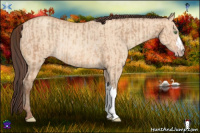 Horse Color:Amber Champagne Ice Rabicano  and Amber Champagne Dun Rabicano 